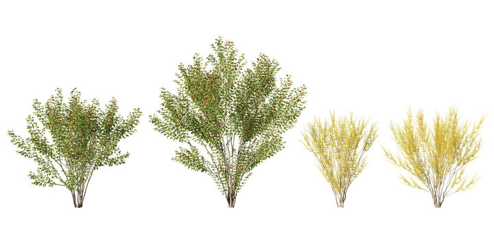 Cornus mas trees with dense clusters of red berries and golden-yellow foliage in seasonal transition