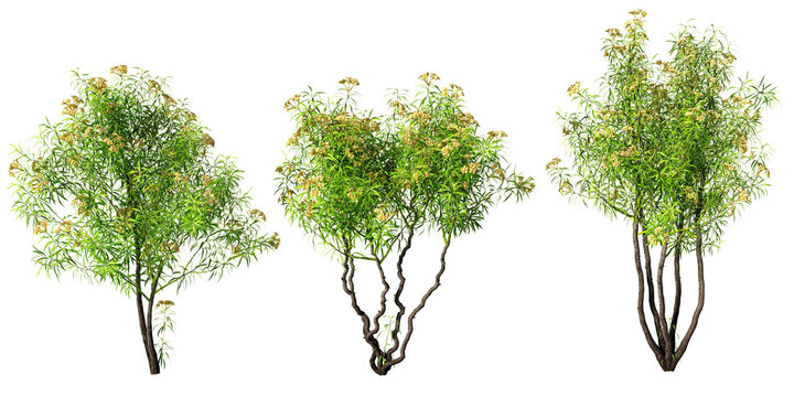 Slender yellow oleander trees with narrow leaves and clusters of soft peach-yellow blooms in a stylized botanical render