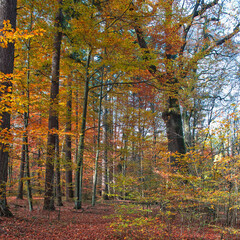 Colorful autumn leaves during foliage in forest or wood with trees