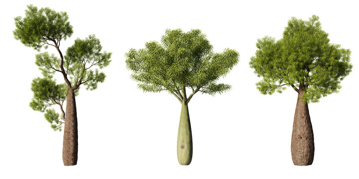 Tall Brachychiton rupestris bottle trees with swollen trunks and lush green canopies in detailed botanical render