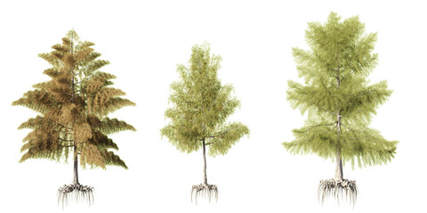 Naklejka premium Bald cypress trees with exposed root structures and feathery seasonal foliage in detailed botanical presentation