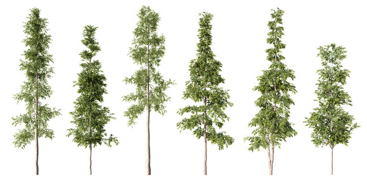 Tall Agathis robusta Queensland kauri trees with slender trunks and layered green foliage