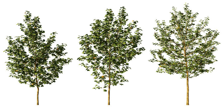 American sycamore trees with dense green summer foliage against a clean background