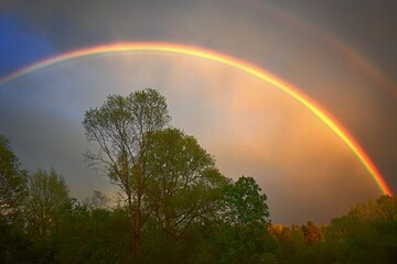 Naklejka premium Bright rainbow arching over spring forest 