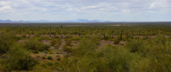 Sonoran Desert Arizona Picacho Peak State Park