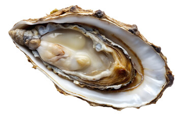 Fresh Open Oyster with Briny Meat and Natural Juice - Isolated on Black Background