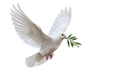 White dove flying with olive branch, symbol of peace, isolated on white isolated on transparent background