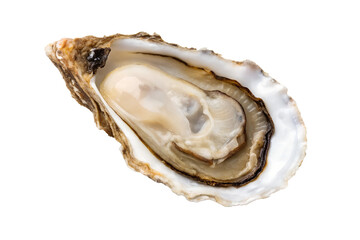 Fresh Raw Oyster on the Half Shell with Natural Brine - Isolated on Black Background