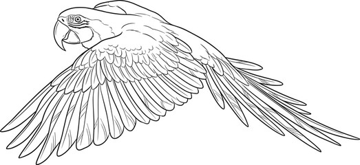 Line Art Drawing of a Flying Scarlet Macaw Parrot, Wings Spread, Detailed Feather Texture, Tropical Wildlife Illustration, Vector Outline Sketch, Coloring Book Page
