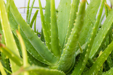 Macro Aloe Vera Plant,Multiple fleshy leaves of the plant known as aloe vera (Aloe vera)
