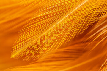 Brown chicken feather macro,Macro brown feather,macro photo of brown hen feathers. background or textura,Chicken feather macro,background soft chicken feather color brown and orange