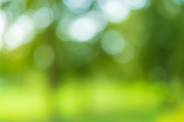 Obraz premium nature background,Green bokeh background from nature forest out of focus.