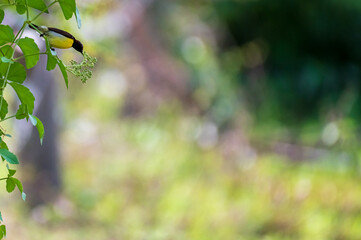 Moments of bird