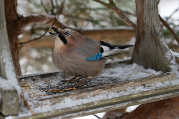 A jay eats oatmeal in the feeder