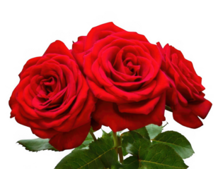 Two red rose bunches isolated on transparent background