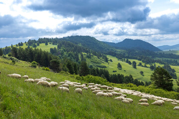 Naklejka premium Herd of sheep grazing on green hills of Slovakia