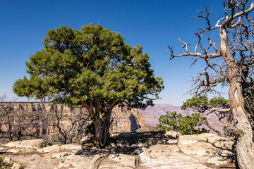 Grand Canyon Juniper Tree © Christian
