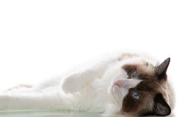 Domestic ragdoll cat full face on a white background of a studio shoot