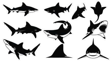 Shark species in silhouette and detailed drawing styles, isolated on white background