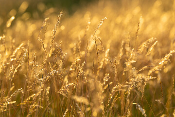 Fototapeta premium Golden grass field shimmering in warm sunset light