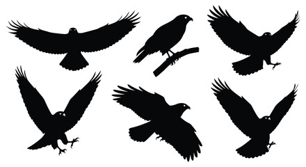 Set of black eagle silhouettes depicting different flight stages and a perched bird