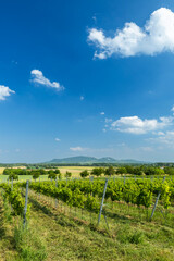 Obraz premium Green vineyard rows growing in Ivan, South Moravia, Czechia