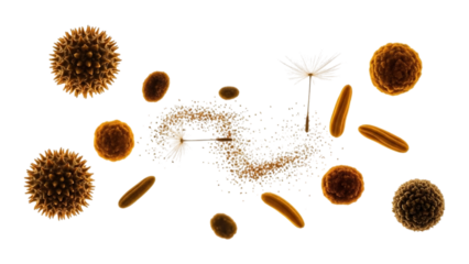 Various pollen grains and seeds isolated on transparent background in studio shot