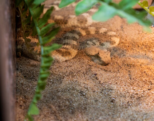 The photograph shows a Saharan horned viper. Reptiles