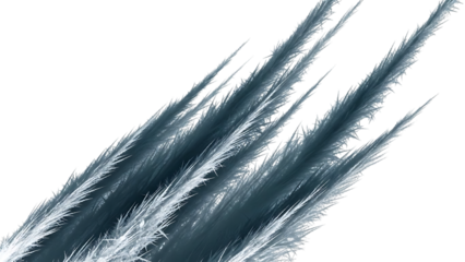 Closeup of blue pampas grass plumes isolated on transparent background