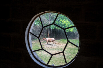Looking through a window at a cow from a rural building in Tazakend, Azerbaijan