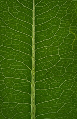 green leaf texture