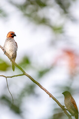 Moments of bird