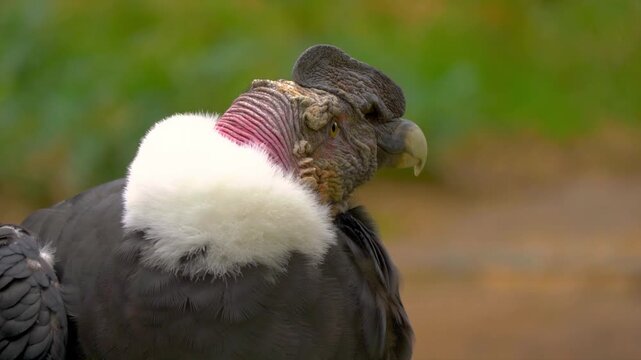 A majestic Andean Condor is simply perched, its massive form settled, as it calmly gazes upward into the vast sky.