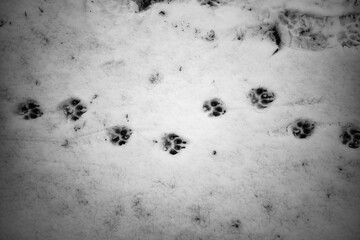 Animal paw prints in fresh white snow captured in a minimalistic winter scene.