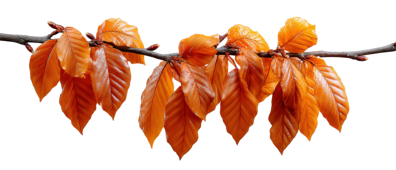 Autumn Leaf's beauty: Captivating close-up of vibrant autumn leaves, revealing the exquisite details of the season's transition and the delicate beauty of nature.