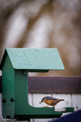 A colorful Eurasian nuthatch perched on the edge of a green bird feeder attached to a wooden fence.
