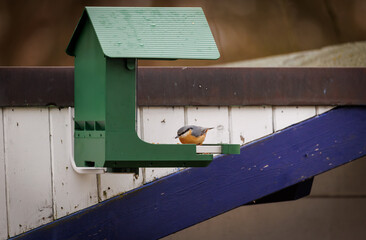 A colorful Eurasian nuthatch perched on the edge of a green bird feeder attached to a wooden fence