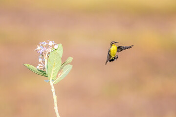 Moments of bird