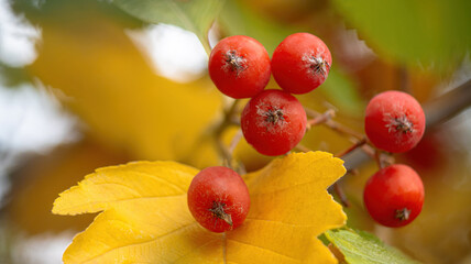 Bright red rowan berries against a golden autumn backdrop