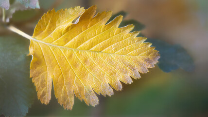 A golden autumn leaf with a soft, natural, artistic bokeh