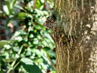 Close up of a tree trunk with a knot and green leaves behind
