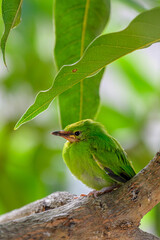 Moments of bird