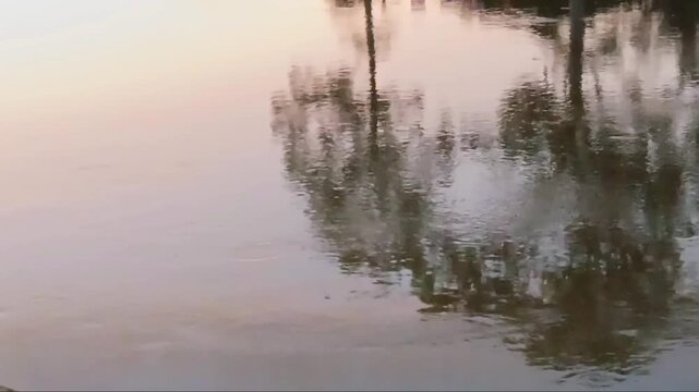Blurred Trees Shadow on Water Surface