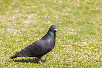 Rock Pigeon or Feral Pigeon (Columba livia) at Himeji castle in Himeji, Hyogo prefecture in Japan
