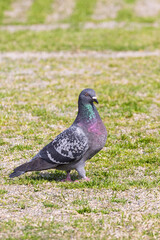 Rock Pigeon or Feral Pigeon (Columba livia) at Himeji castle in Himeji, Hyogo prefecture in Japan