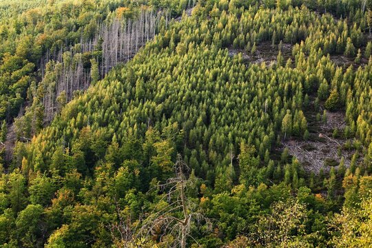 Hillside forest in the Harz mountains with evergreen growth and strip of dead trees along mountain slope