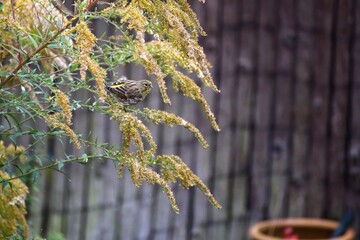 Small Eurasian siskin (Spinus spinus) perched on yellow flowering branch beside wooden fence in soft morning light