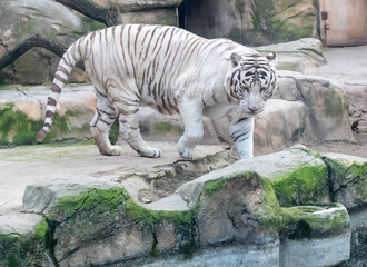 The photograph features a white tiger, which is a rare form of the Bengal tiger. Animal