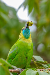 Moments of bird