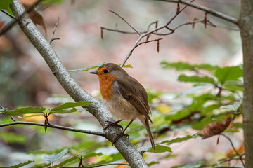 European Red Robin perched gracefully on a tree branch, its vibrant plumage contrasting with the verdant leaves.